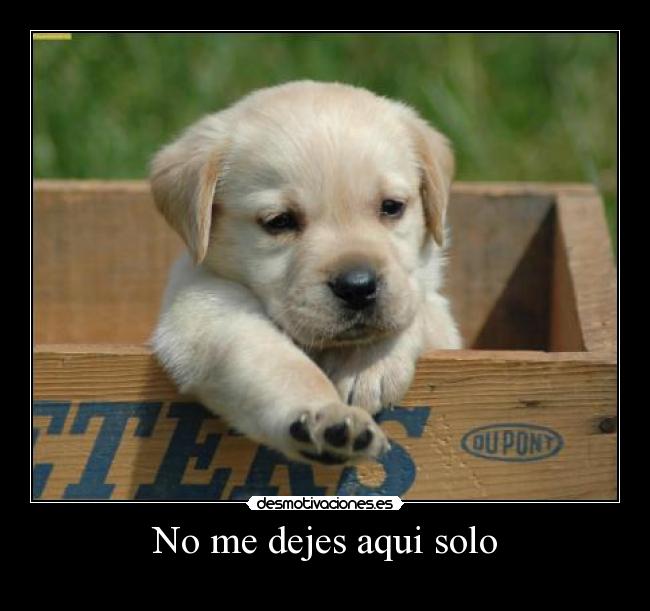 No me dejes aqui solo - 