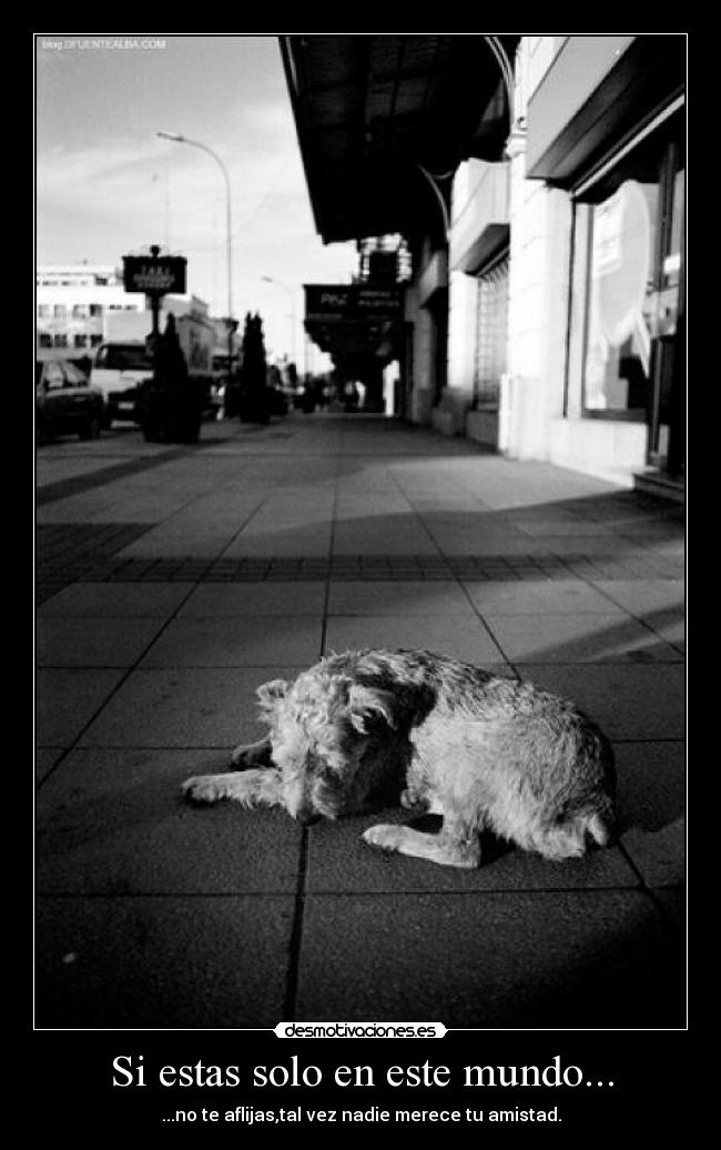 carteles mundo nunca abandones perro desmotivaciones