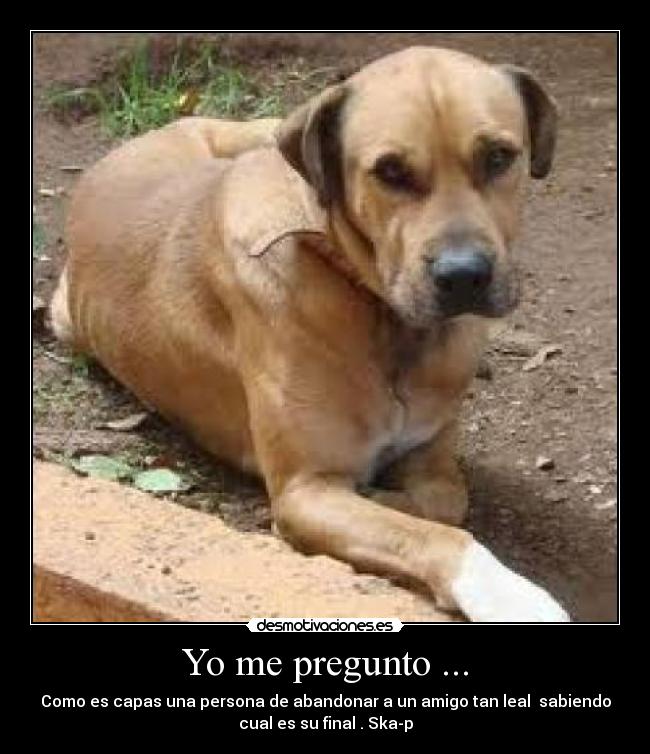 Yo me pregunto ... - 