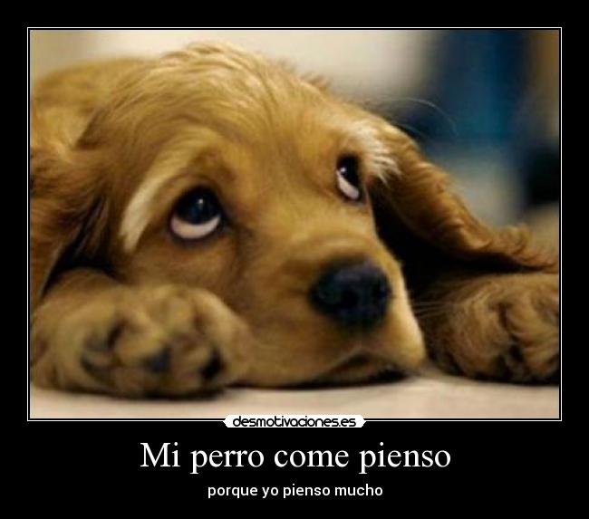 Mi perro come pienso - porque yo pienso mucho