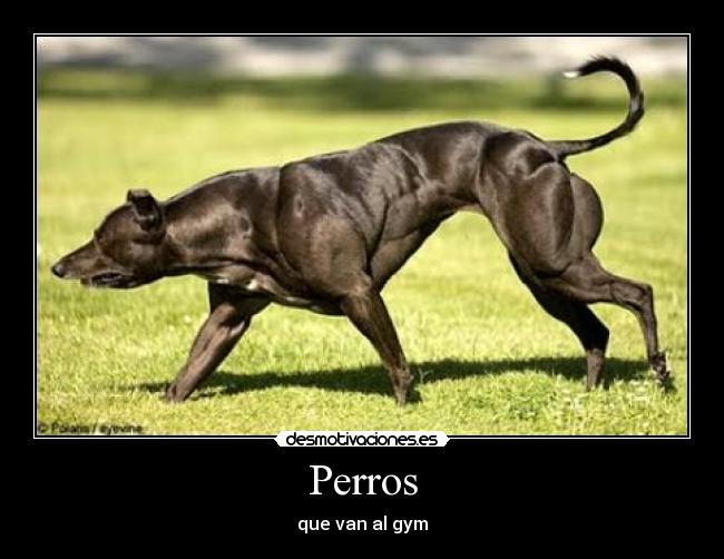 carteles perro gym desmotivaciones