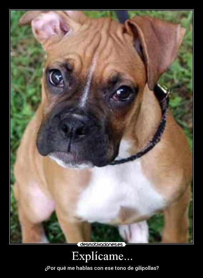 Explícame... - ¿Por qué me hablas con ese tono de gilipollas?