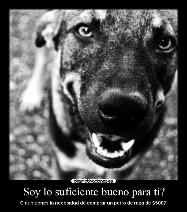 Soy lo suficiente bueno para ti? - O aun tienes la necesidad de comprar un perro de raza de $500?