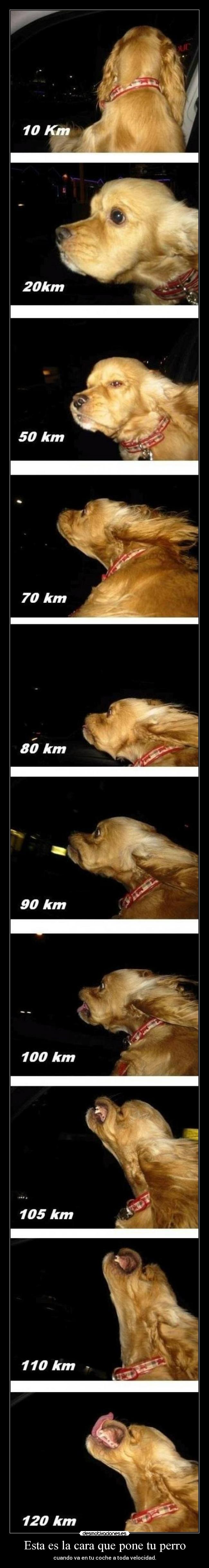Esta es la cara que pone tu perro - cuando va en tu coche a toda velocidad.