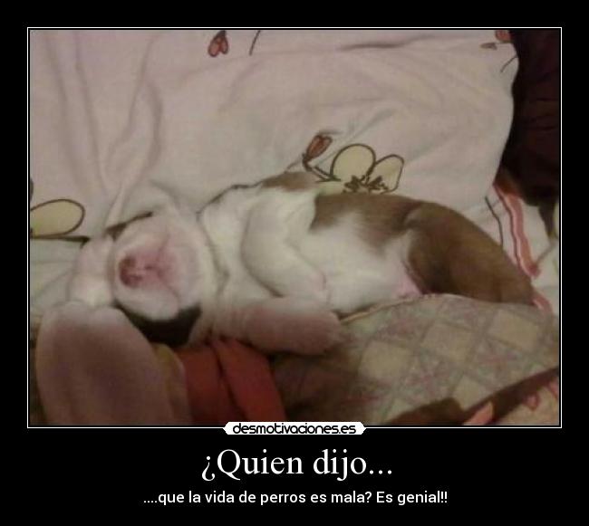 ¿Quien dijo... - ....que la vida de perros es mala? Es genial!!