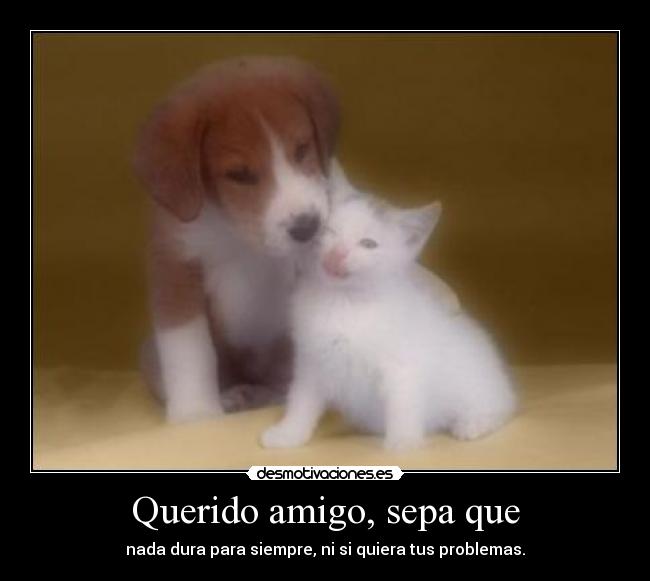 Querido amigo, sepa que - 