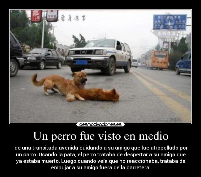 Un perro fue visto en medio -