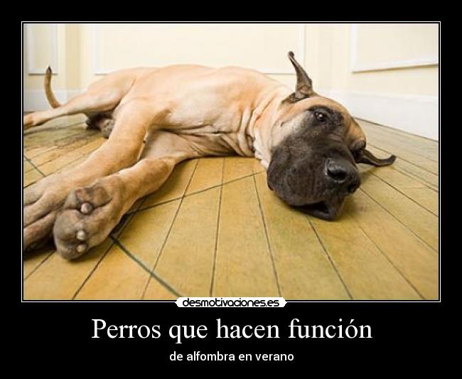 Perros que hacen función - de alfombra en verano