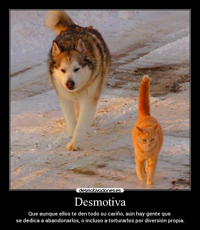 Desmotiva - Que aunque ellos te den todo su cariño, aún hay gente que
se dedica a abandonarlos, o incluso a torturarlos por diversión propia.