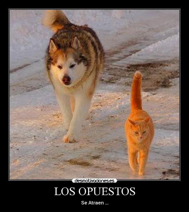LOS OPUESTOS -
