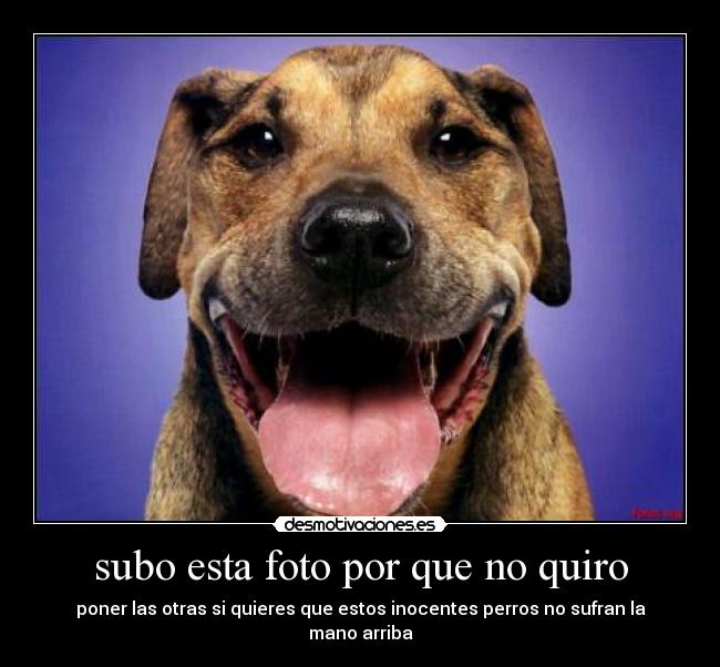 subo esta foto por que no quiro - poner las otras si quieres que estos inocentes perros no sufran la mano arriba