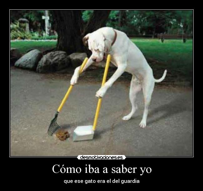 Cómo iba a saber yo - que ese gato era el del guardia