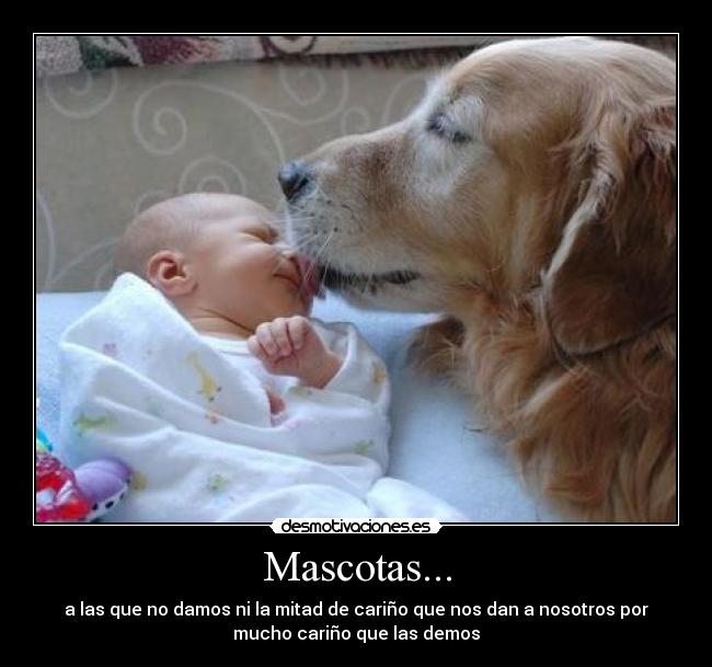 Mascotas... - a las que no damos ni la mitad de cariño que nos dan a nosotros por
mucho cariño que las demos