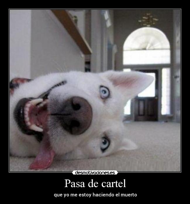 Pasa de cartel - que yo me estoy haciendo el muerto