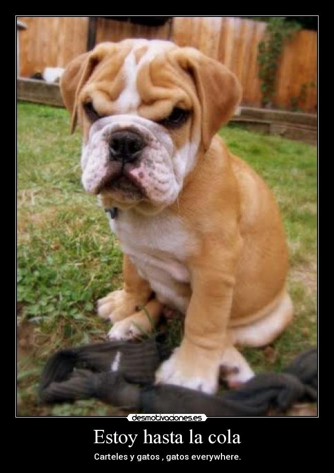 Estoy hasta la cola -