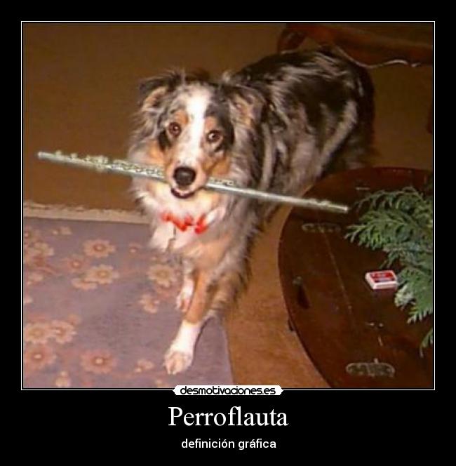 Perroflauta - definición gráfica