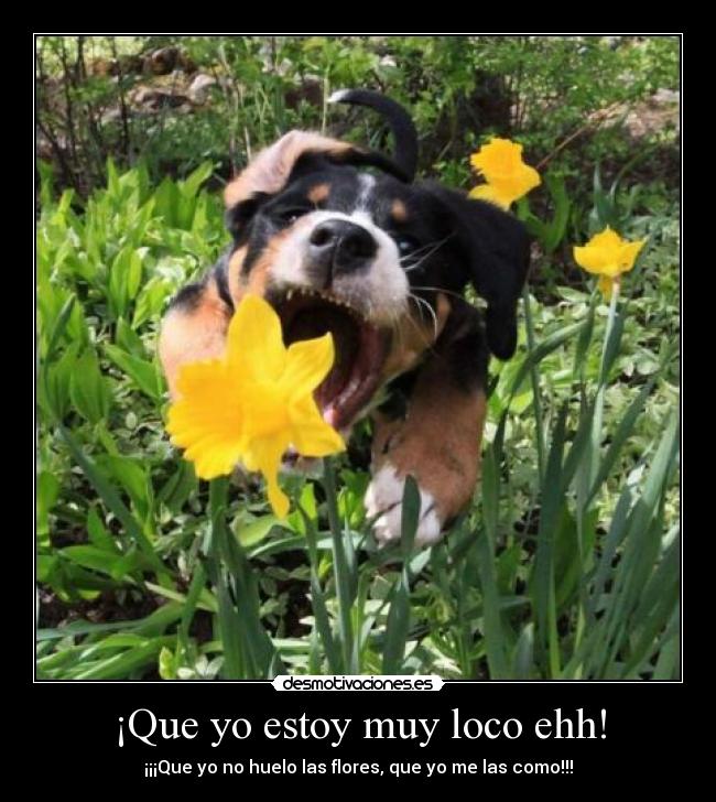 ¡Que yo estoy muy loco ehh! -