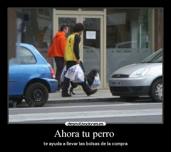 Ahora tu perro  - te ayuda a llevar las bolsas de la compra