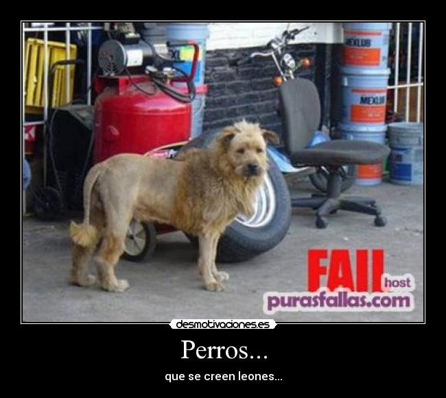 Perros... - que se creen leones...
