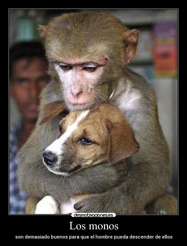Los monos -