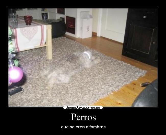 Perros -