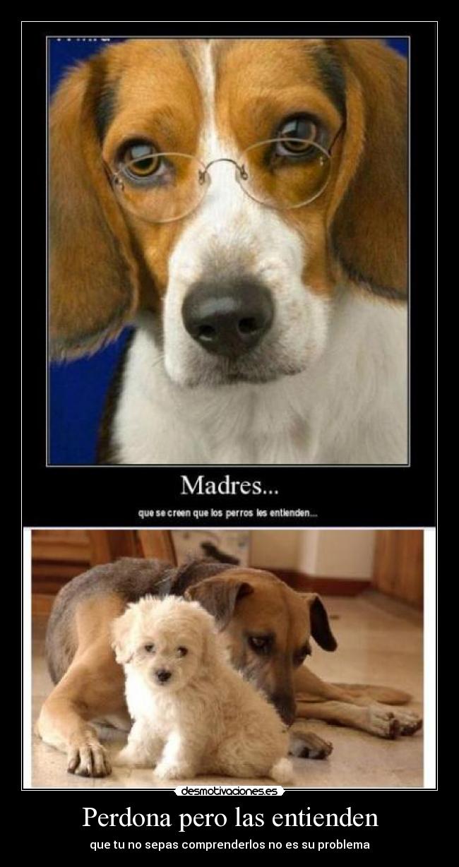 Perdona pero las entienden - 