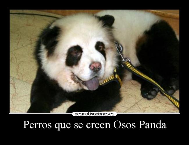 Perros que se creen Osos Panda - 