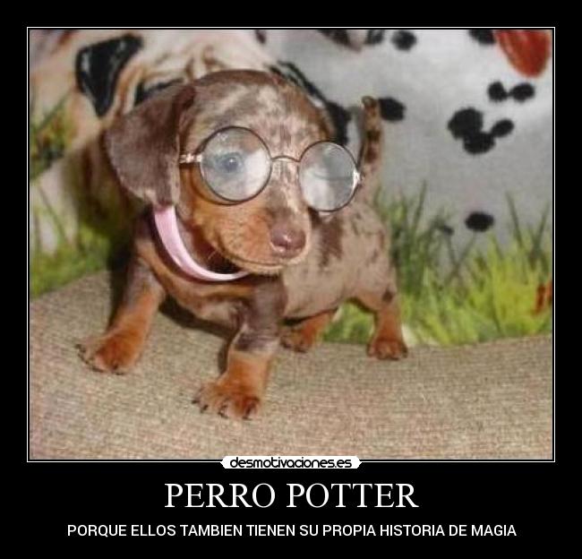 PERRO POTTER - PORQUE ELLOS TAMBIEN TIENEN SU PROPIA HISTORIA DE MAGIA