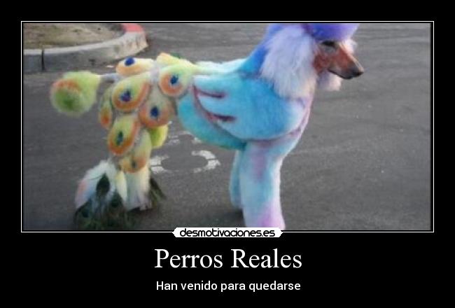 Perros Reales -