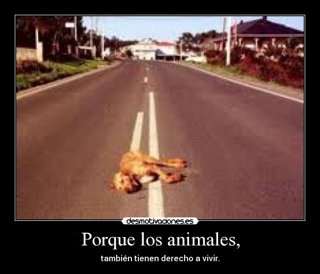 Porque los animales, - también tienen derecho a vivir.