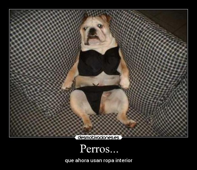 Perros... - que ahora usan ropa interior