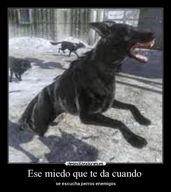 Ese miedo que te da cuando - se escucha perros enemigos