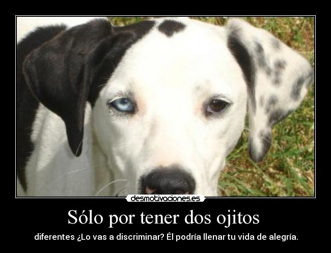 Sólo por tener dos ojitos  - diferentes ¿Lo vas a discriminar? Él podría llenar tu vida de alegría.