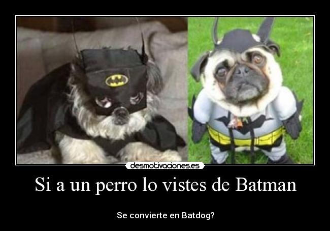 Si a un perro lo vistes de Batman -