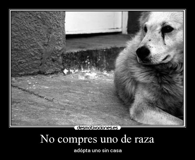 No compres uno de raza -