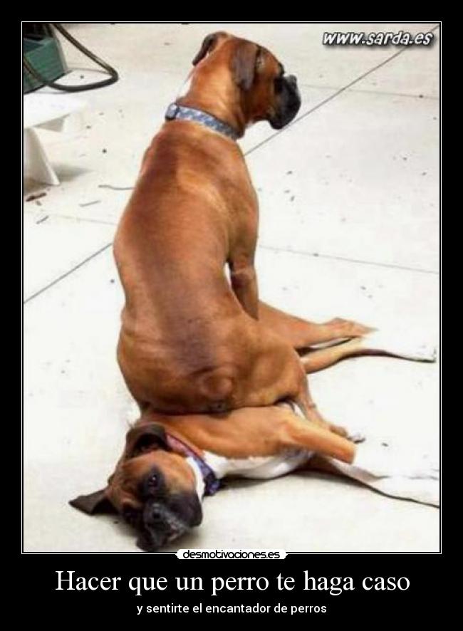 Hacer que un perro te haga caso - y sentirte el encantador de perros