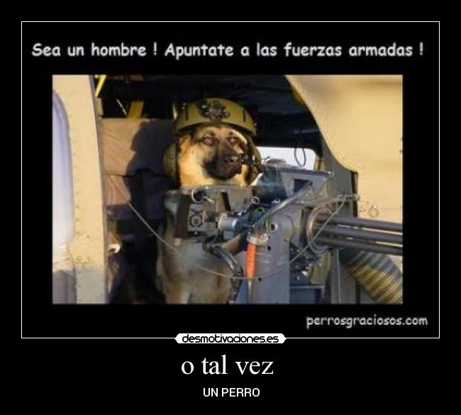 o tal vez - UN PERRO