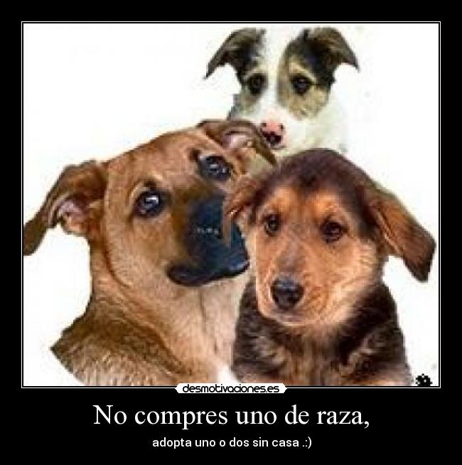 No compres uno de raza, - adopta uno o dos sin casa .:)