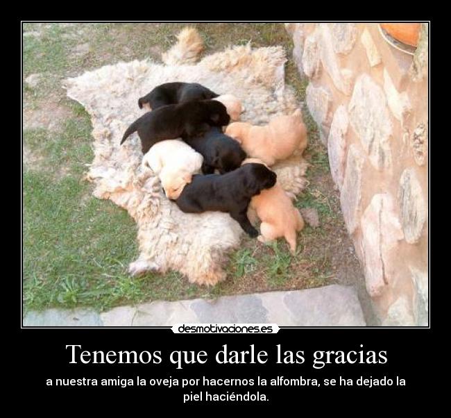 Tenemos que darle las gracias - a nuestra amiga la oveja por hacernos la alfombra, se ha dejado la piel haciéndola.