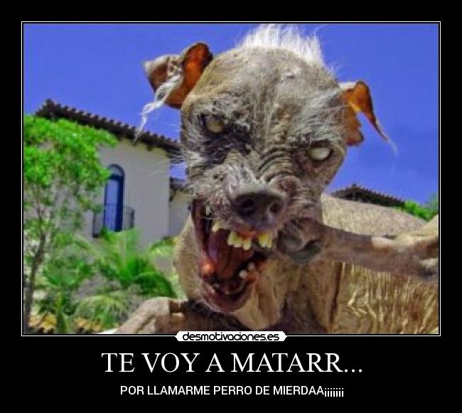 TE VOY A MATARR... - POR LLAMARME PERRO DE MIERDAA¡¡¡¡¡¡¡
