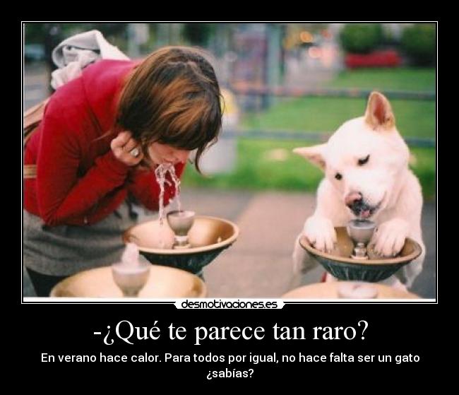 -¿Qué te parece tan raro? - En verano hace calor. Para todos por igual, no hace falta ser un gato ¿sabías?