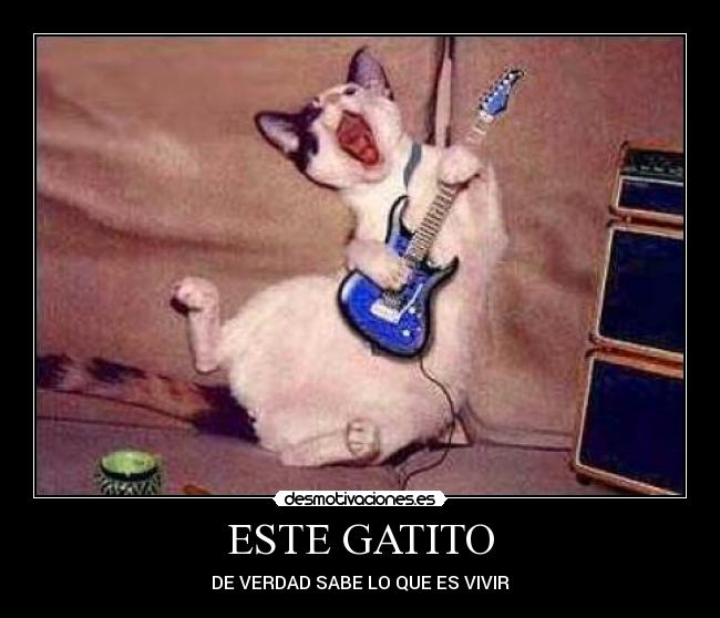 ESTE GATITO -