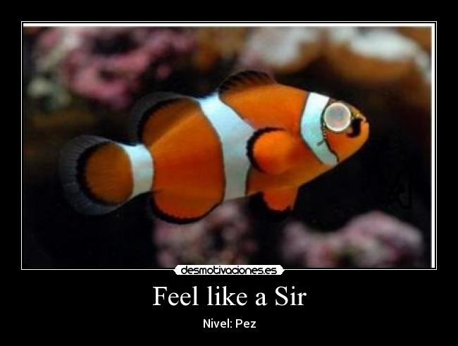 Feel like a Sir - Nivel: Pez