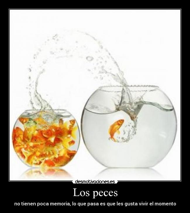 Los peces - 