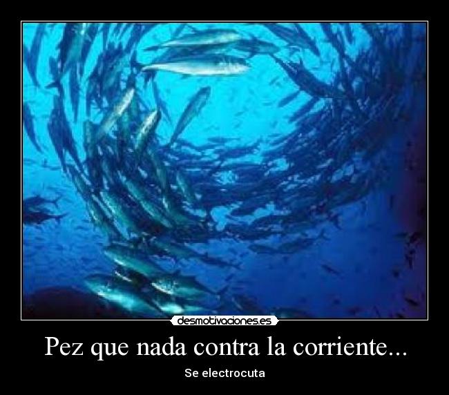 Pez que nada contra la corriente... - Se electrocuta