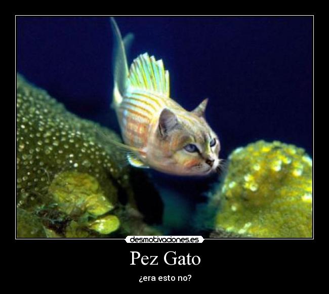 Pez Gato - ¿era esto no?