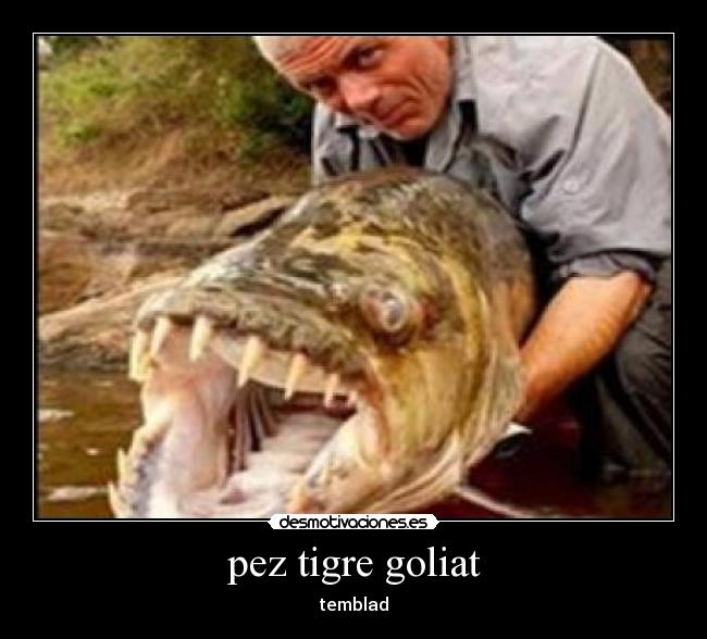 pez tigre goliat - temblad