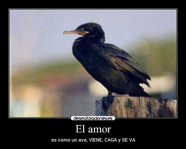 El amor - 