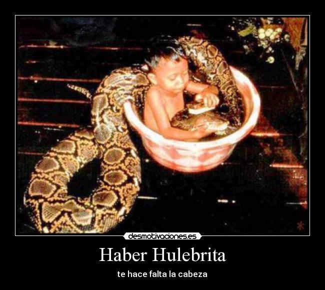 Haber Hulebrita -
