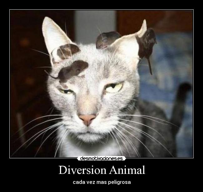 Diversion Animal -